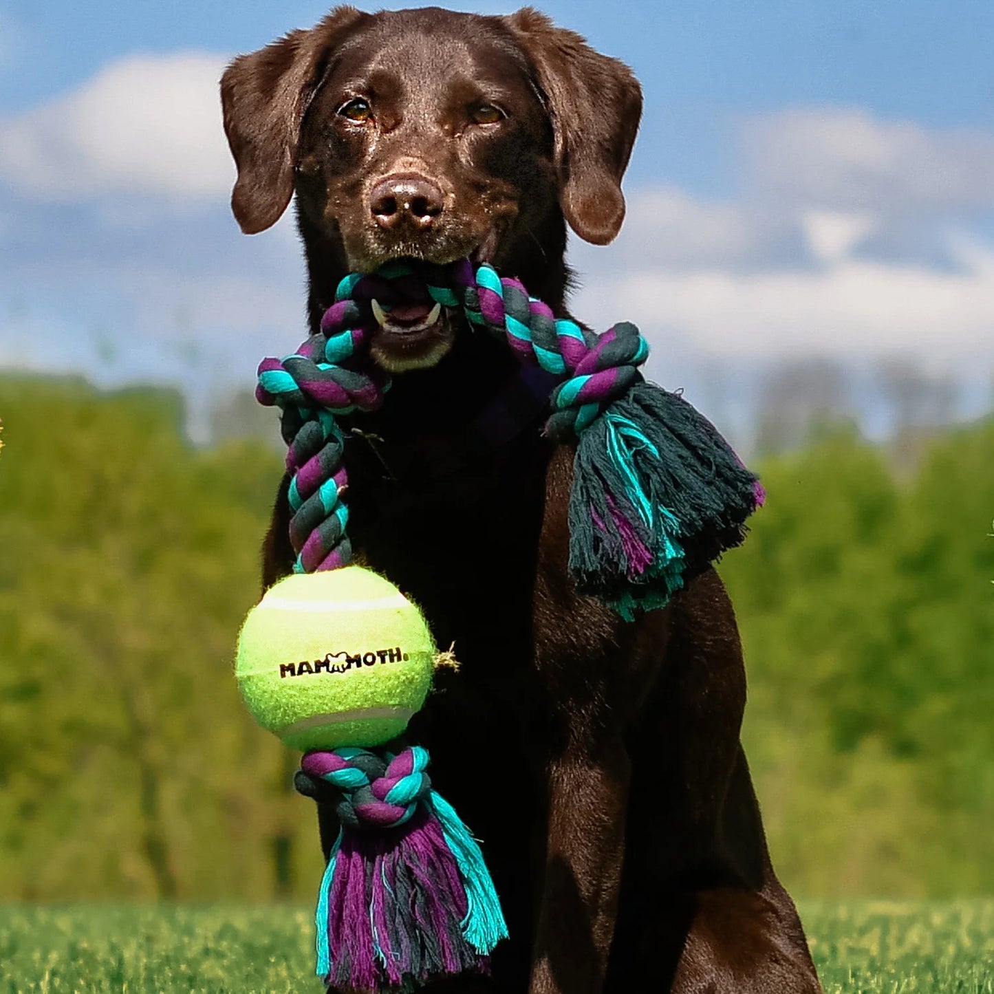 Flossy Chews Cottonblend 3 Knot Tug with Big 6" Tennis Ball Rope Dog Toy, Extra-Large, 36", Assorted Colors