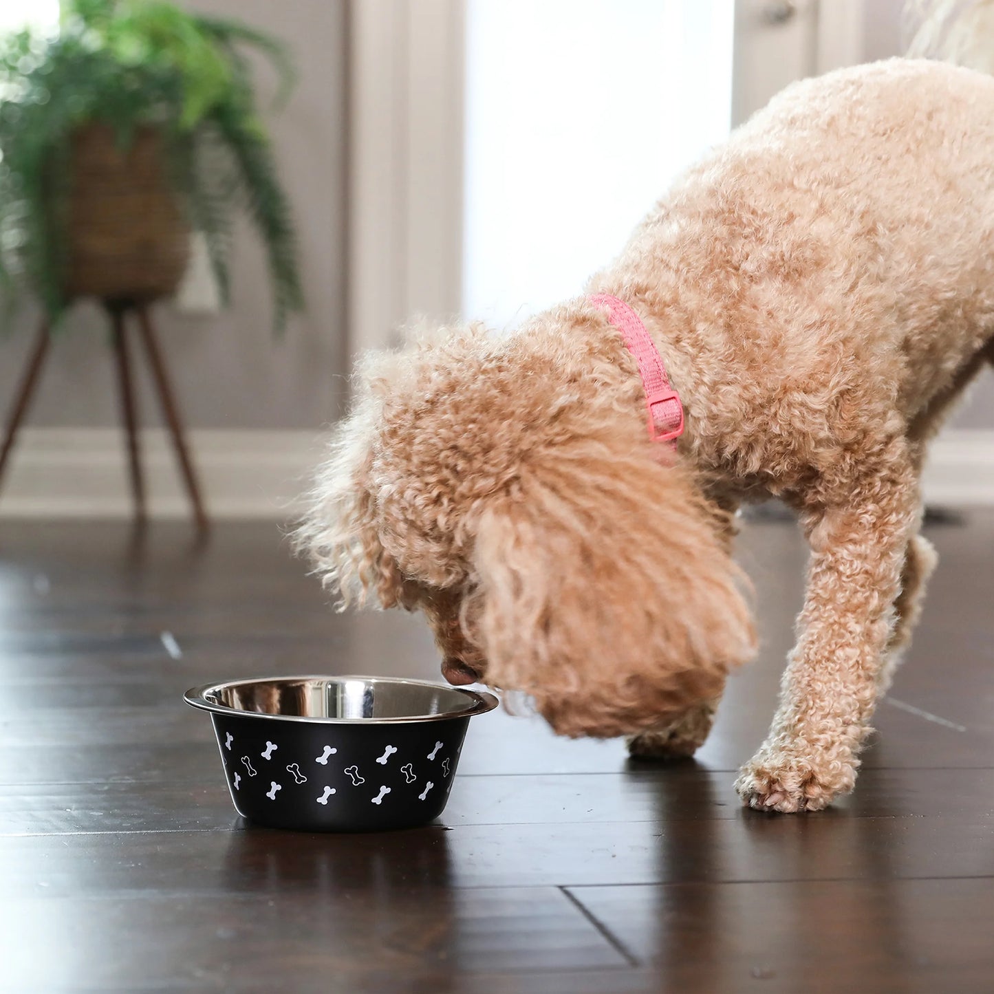 (2 Pack)  Medium Stainless Steel Dog Bowl, Black with Bones, 25.75 Fluid Ounces
