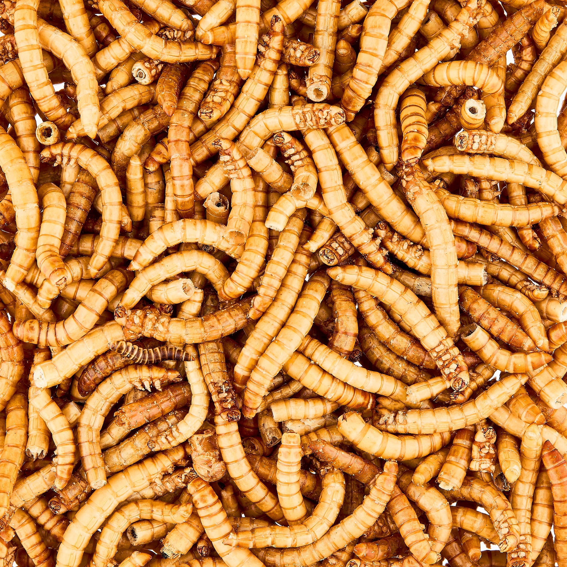 (2 Pack)  Freeze-Dried Mealworms, 1.6 Oz
