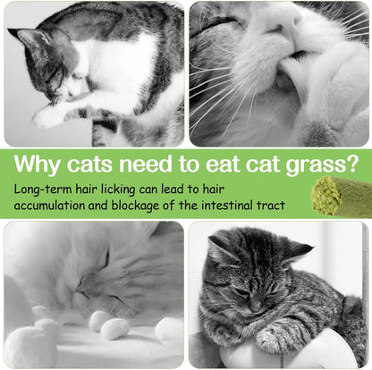 50G Cat Grass Teething Stick, Freezed Drying Cat Grass Sticks Snacks for Cats, Edible Cat Treats for Teeth Cleaning and Hairball Removal