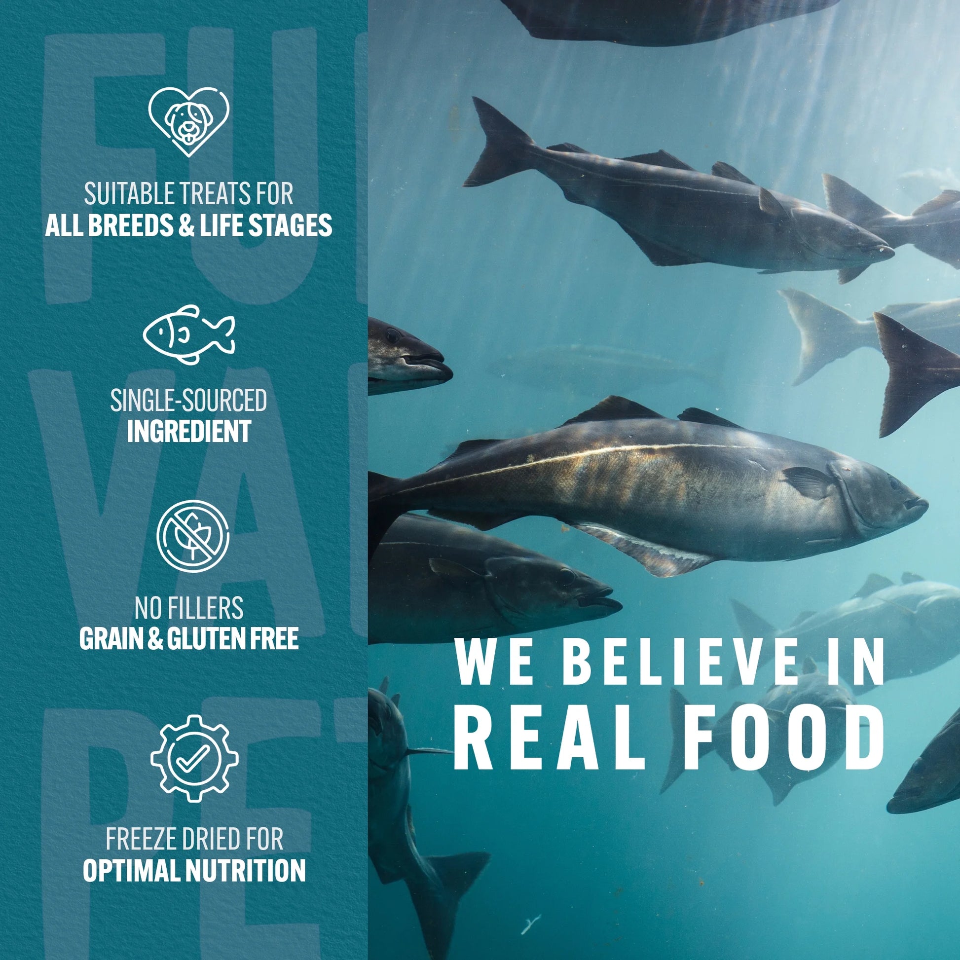 (3 Pack)  Co. Freeze Dried Raw Salmon Treats & Topper for Dogs and Cats - 1 Oz.