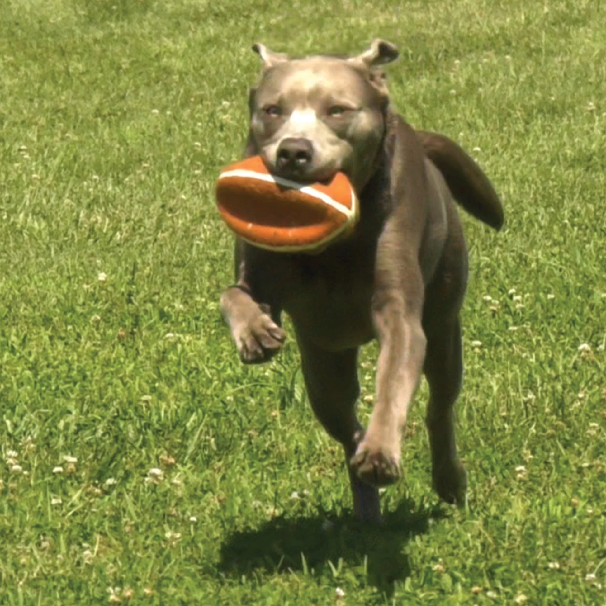 Power Play Dog Football Gripz Large/Giant - up to 50 Lbs. 8.5 Inch (1 Count)